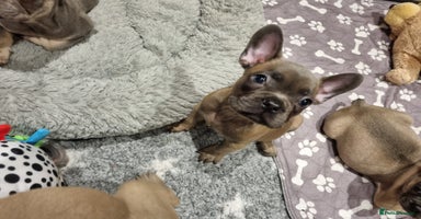 French Bulldog dogs - Advert 3