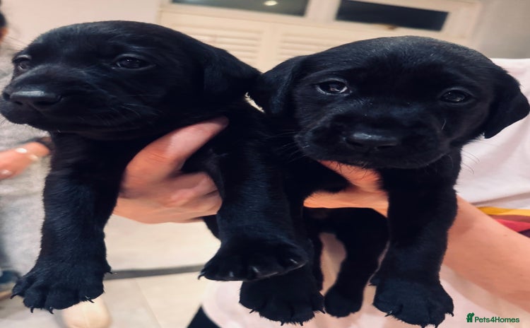 Labrador Retriever dogs Beautiful Labrador Puppies - family breeder  - Advert 4