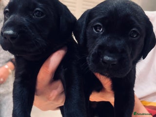 Labrador Retriever dogs Family bred labs - only 4 left! - Advert 17