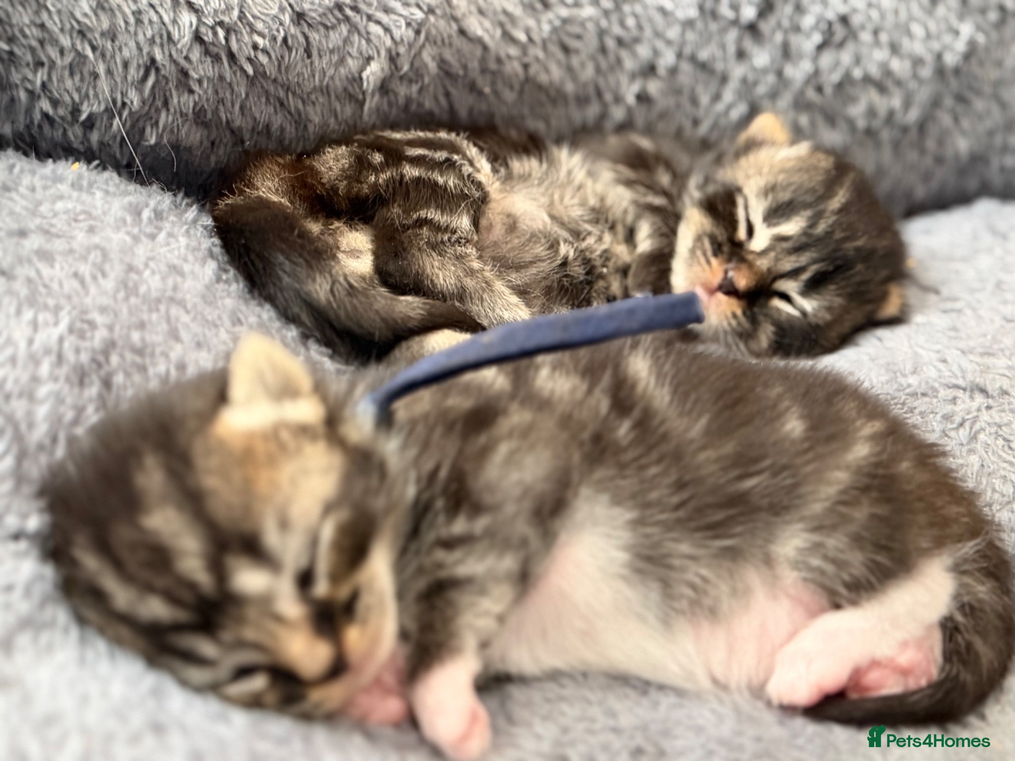 Mixed Breed cats Beautiful babies - Advert 6