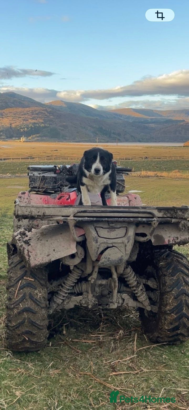 Border Collie dogs Border collie pups for sale  in Arthog - Advert 2