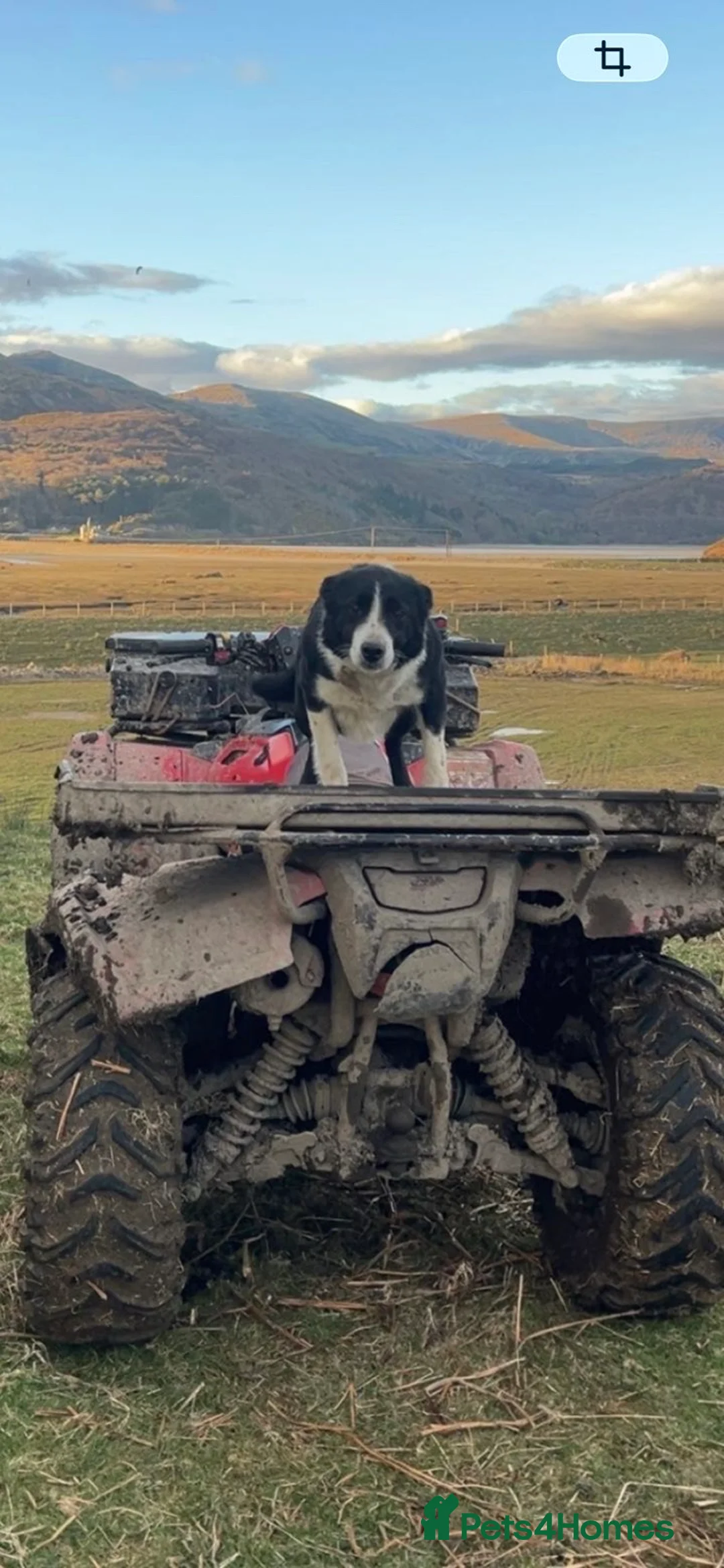 Border Collie dogs for sale: Border collie pups for sale  in Arthog - Advert 1