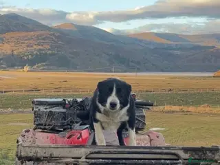Border Collie dogs Border collie pups for sale in Arthog - Advert 2