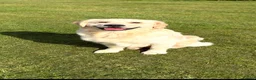 Golden Retriever dogs for sale: ⭐️ KC Registered Golden Retriever Puppies ⭐️ in Benfleet - Advert 10
