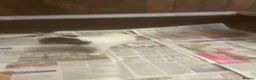 Jack Russell dogs for sale: Jack Russell  - Advert 18