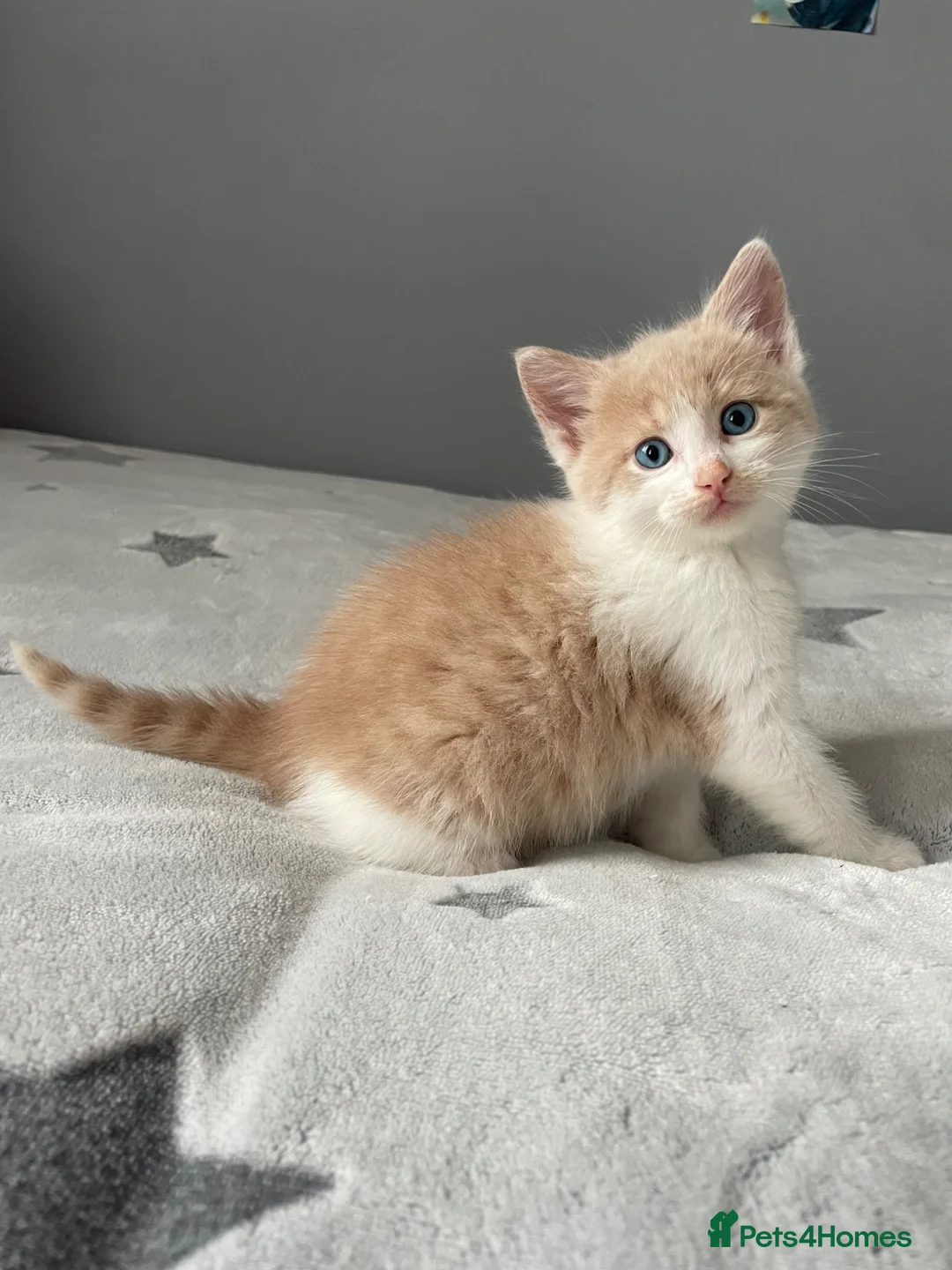 British Shorthair cats for sale: Beautiful Kittens for sale  - Advert 2