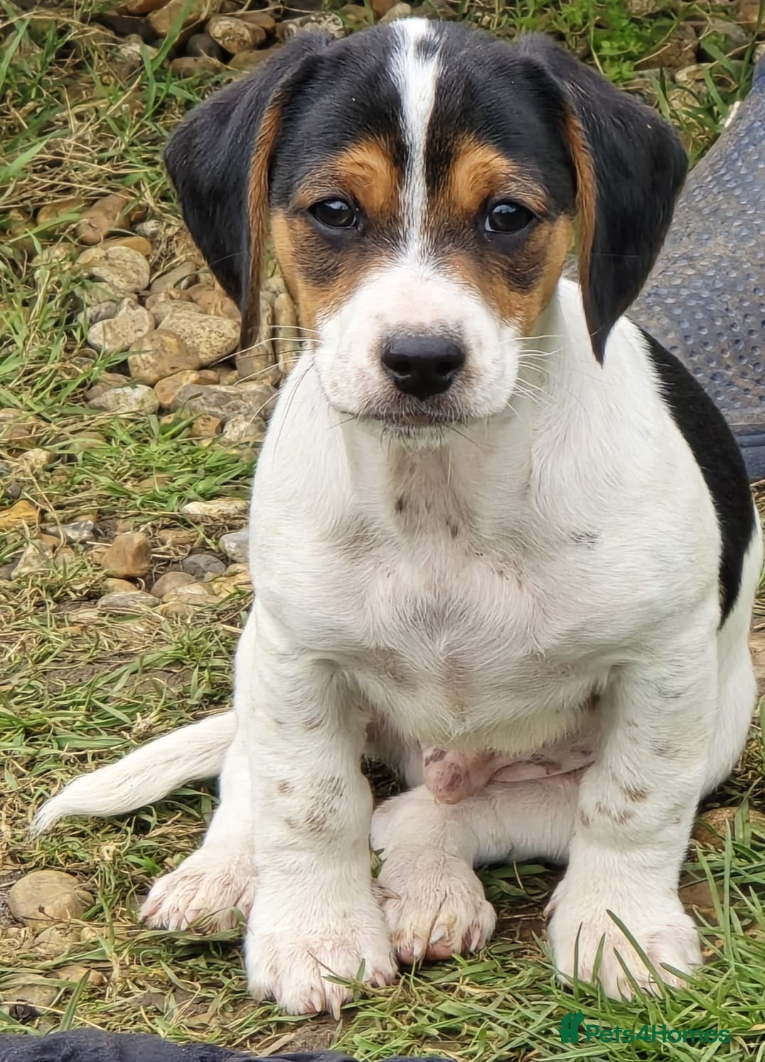 Mixed Breed dogs Jackapoo Puppies Homebred Ready To Go 3* Licence  - Advert 3