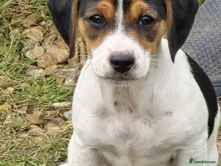 Mixed Breed dogs Jackapoo Puppies Homebred Ready To Go 3* Licence - Advert 4