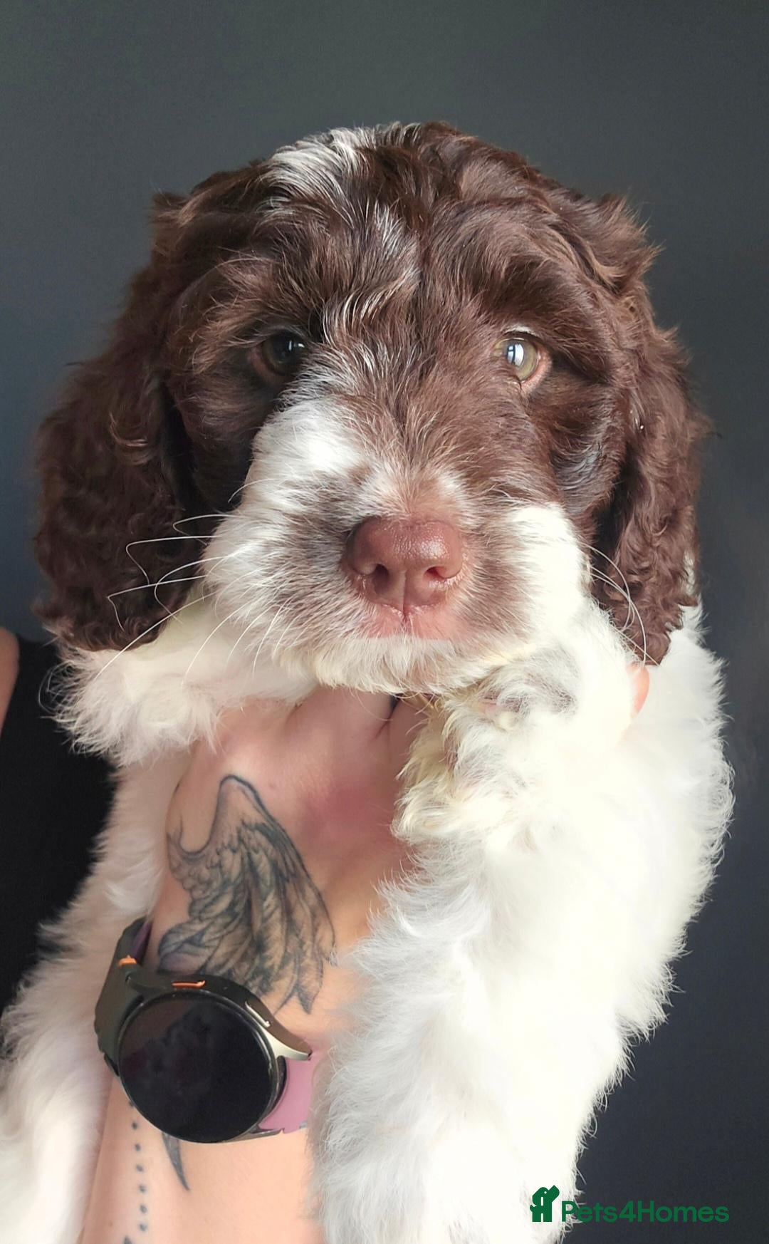 Sproodle dogs 💫💗Last Gorgeous Sproodle Girl🐾 Available🐶🩷🐾 - Advert 4