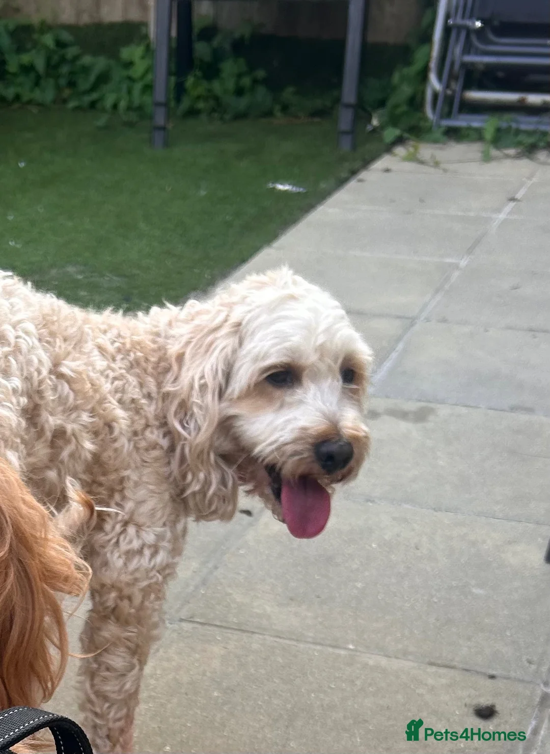 Cockapoo dogs for sale: Beautiful F2 Cockapoo Puppies – Due October in Southampton - Advert 9