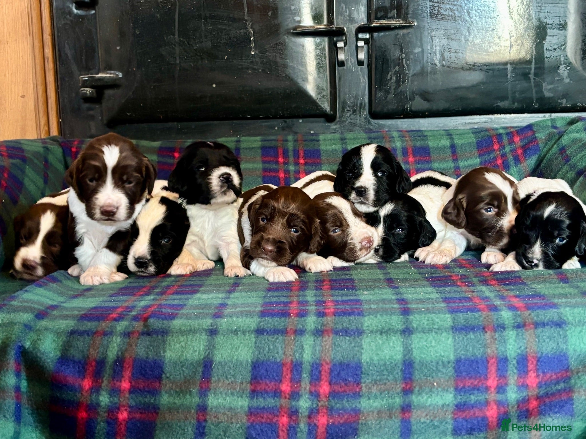English Springer Spaniel dogs Superb Springer Spaniel puppies  - Advert 1