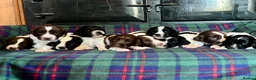 English Springer Spaniel dogs for sale: Superb Springer Spaniel puppies  - Advert 1