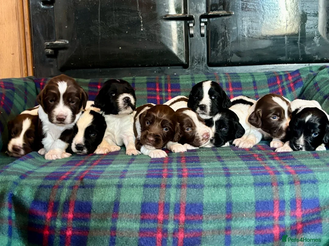 English Springer Spaniel dogs for sale: Superb Springer Spaniel puppies  - Advert 1