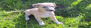 Whippet Puppy 2