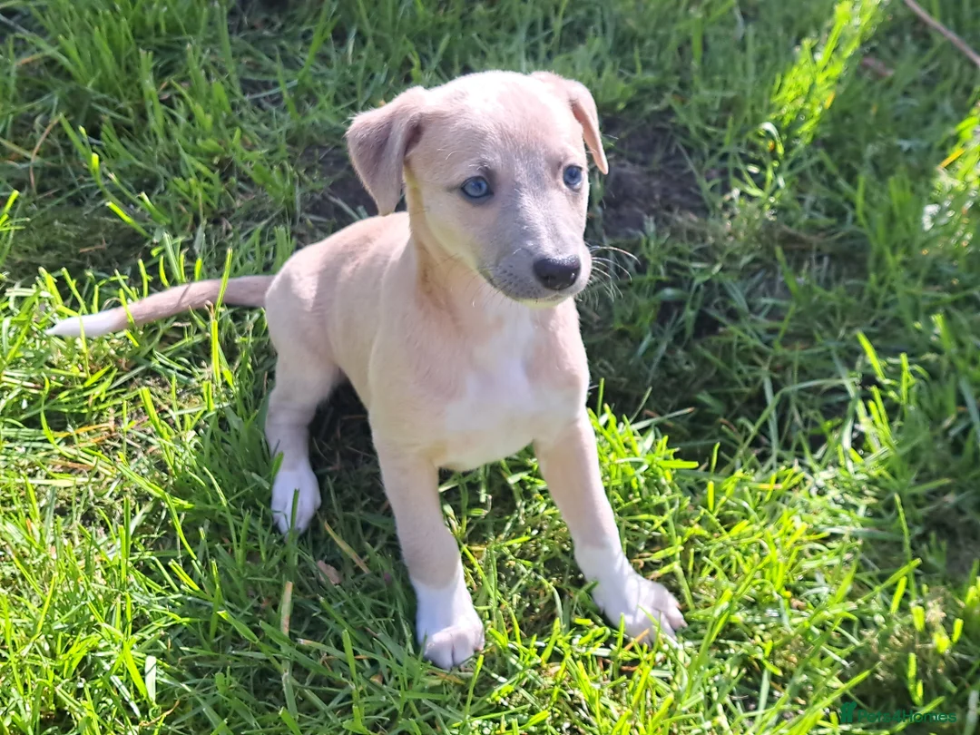 Whippet dogs for sale: 2 Beautiful KC Reg Whippet Puppies 1 boy, 1 girl  - Advert 2