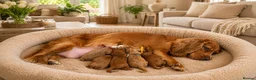 Cockapoo dogs for sale: ♦️🐾 F1 Cockapoo Puppies •  Pedigree •DNA Tested✅  - Advert 2