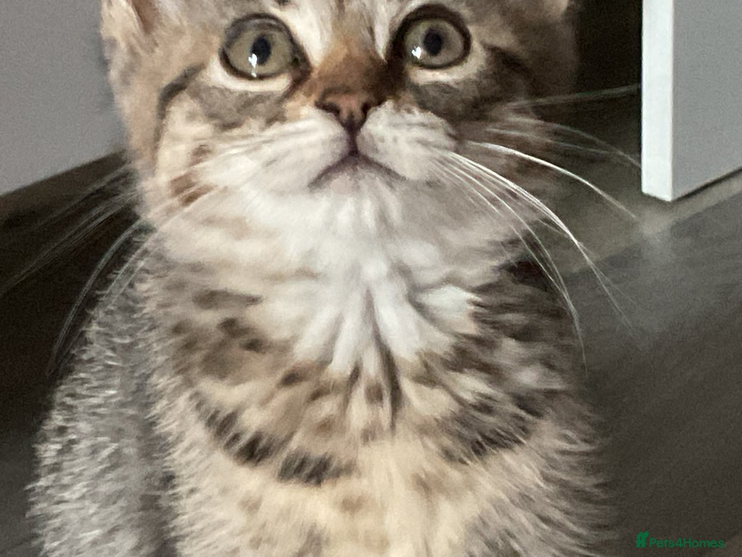 Mixed Breed cats for sale: Kittens for sale ready to go now   - Advert 20