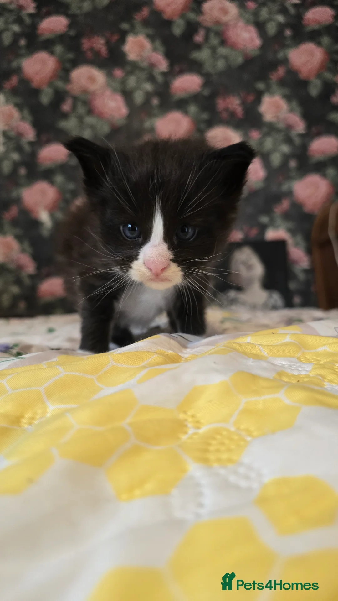 Maine Coon cats for sale: TICA REG MAINECOONS  - Advert 16