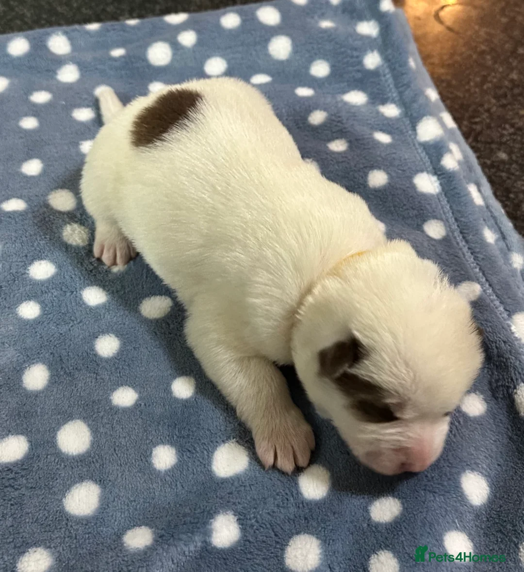 Siberian Husky dogs for sale: 4 Beautiful Siberian Husky Puppies - Advert 12