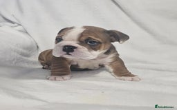 English Bulldog dogs for sale: Champion English bulldogs - Image 23