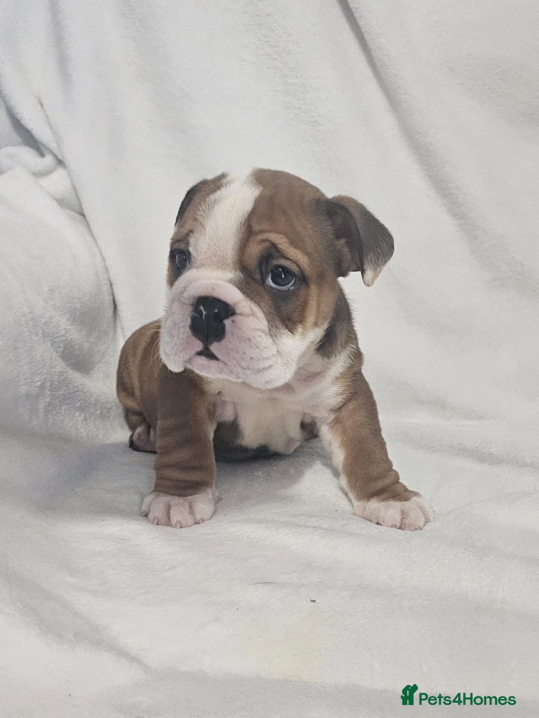 English Bulldog dogs for sale: Champion English bulldogs - Image 23