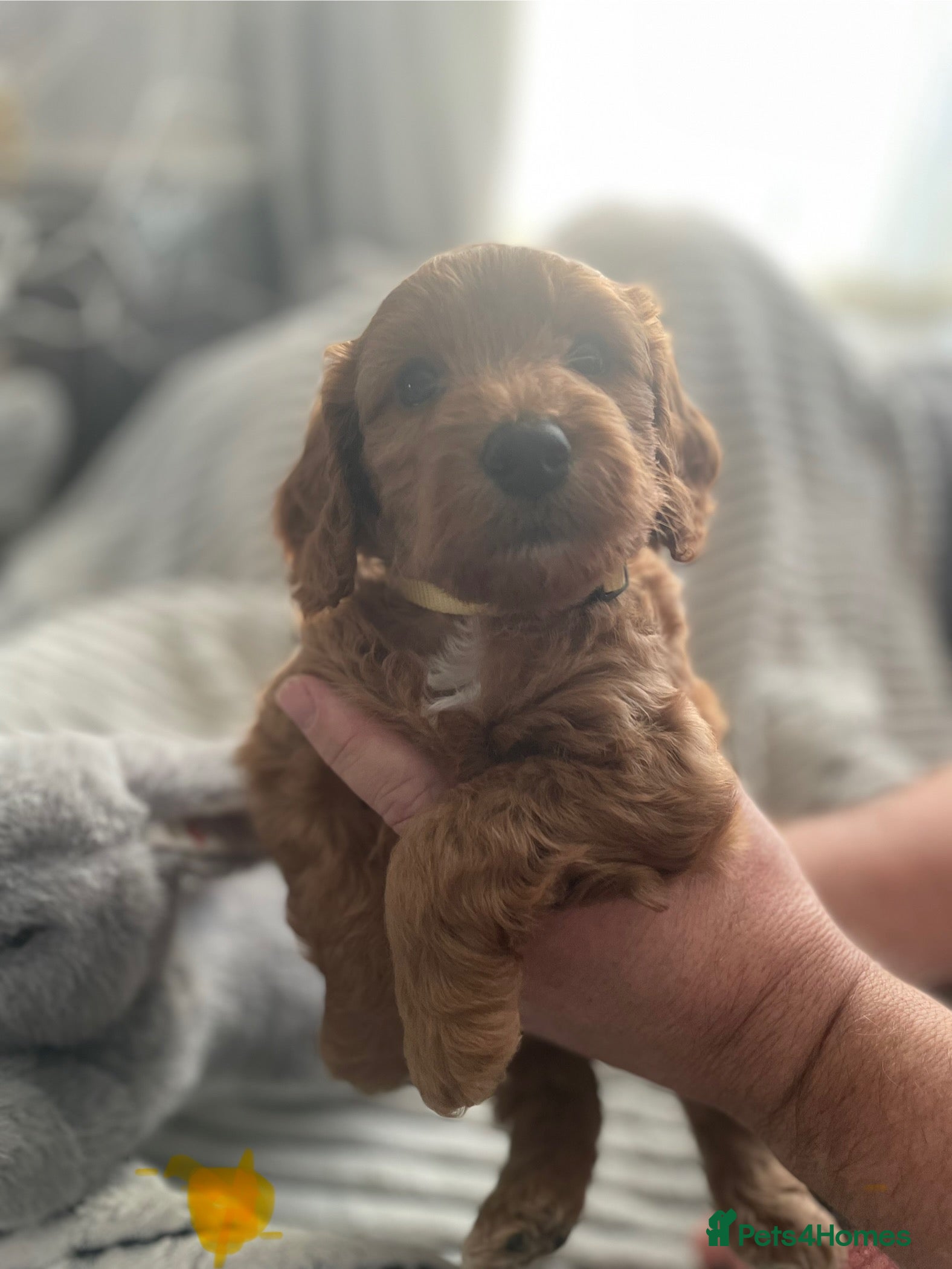 Cockapoo dogs Miniature F1 cockerpoo puppies - Advert 2