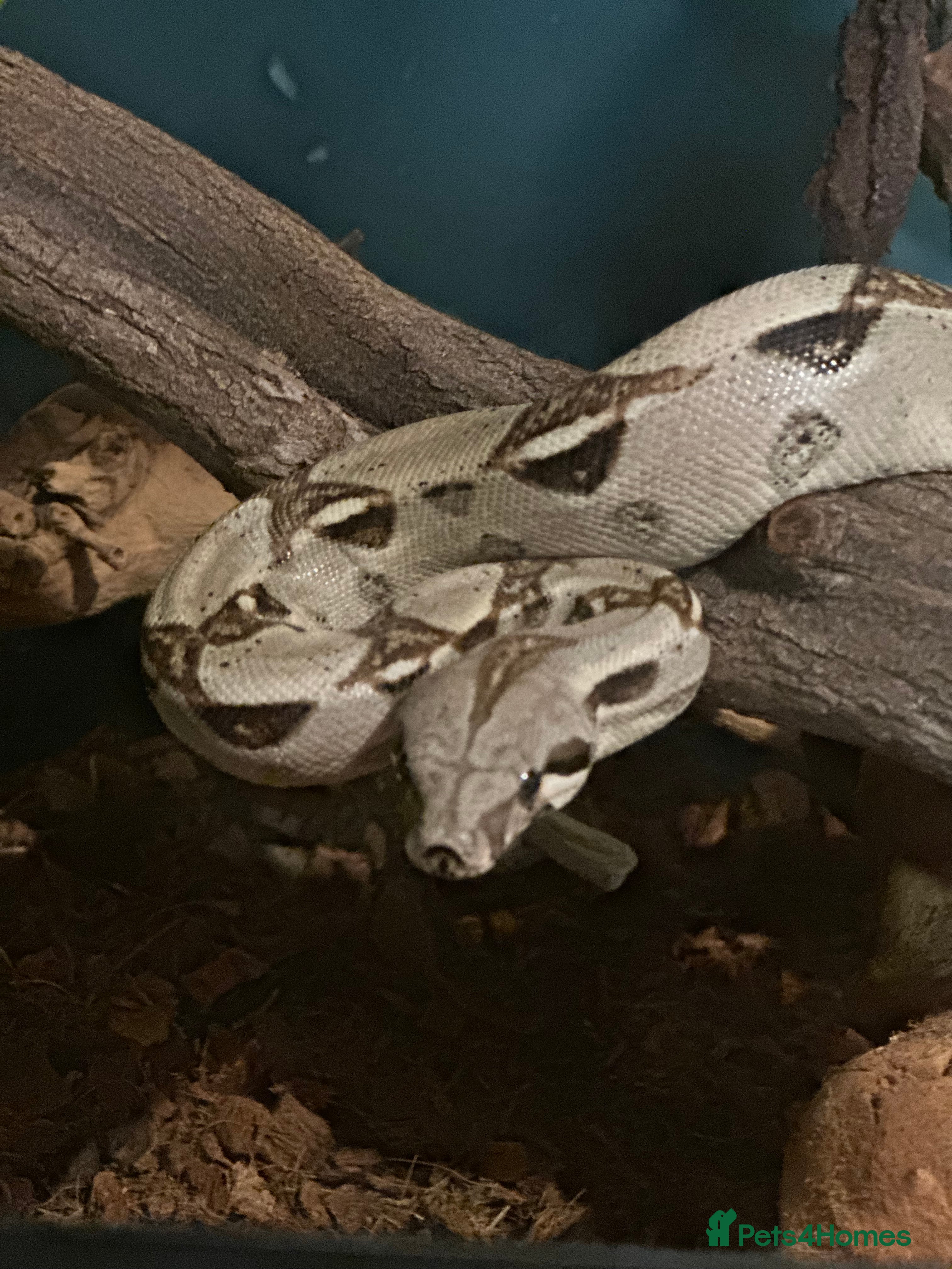 Boa Snake reptiles Various types of snakes  - Advert 12