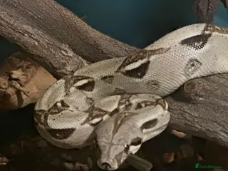 Boa Snake reptiles Various types of snakes - Advert 12