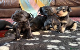 Miniature Schnauzer dogs for sale: Beautiful Miniature Schnauzer puppies - Image 3
