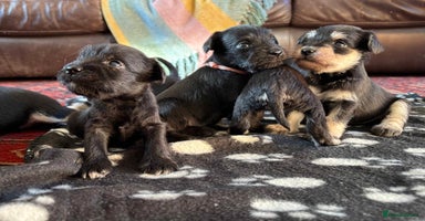 Miniature Schnauzer dogs - Advert 8