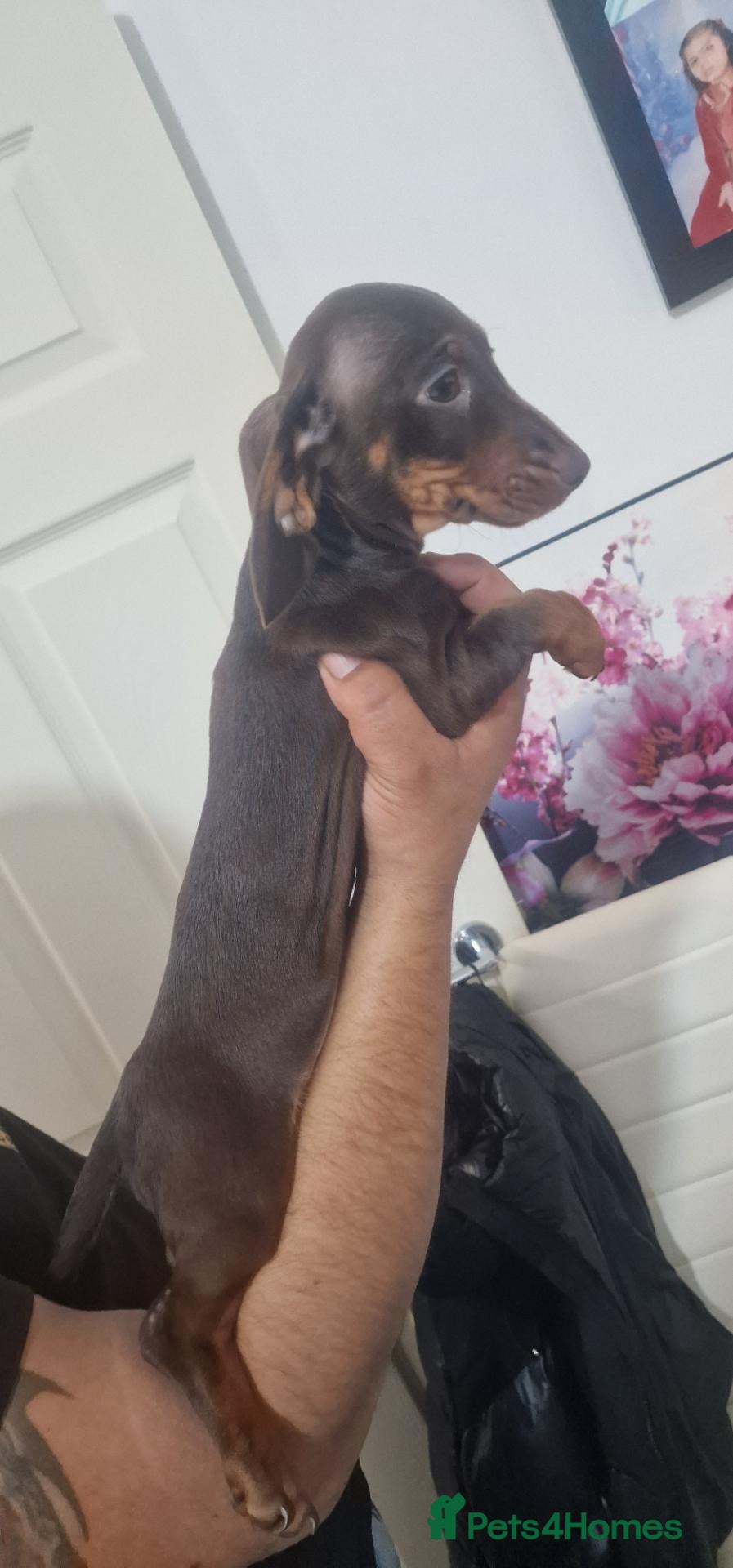 Miniature Dachshund dogs Miniature Dachshund - Advert 1