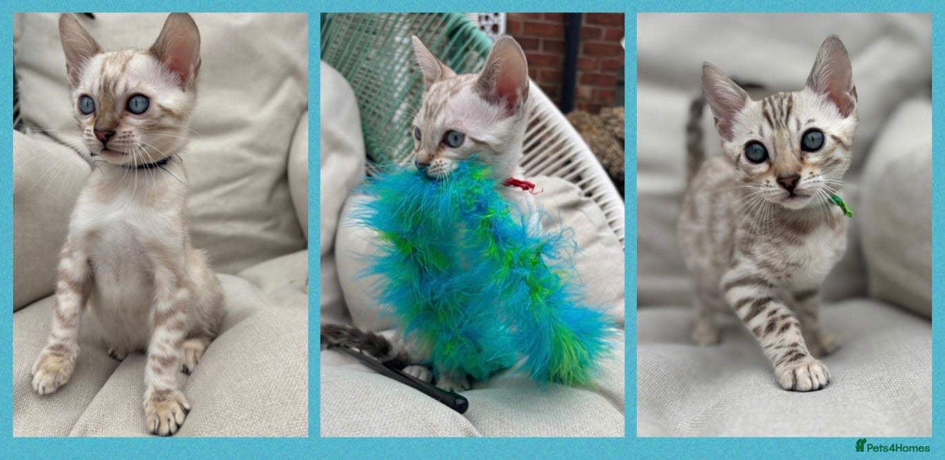 Bengal cats Pedigree Snow Glittery Bengals  - Advert 2