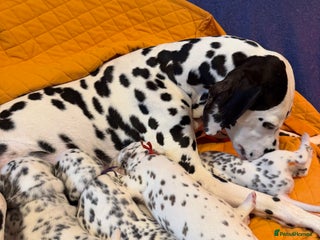 Dalmatian dogs KC Reg Dalmatian Puppies Black & Liver - Advert 2