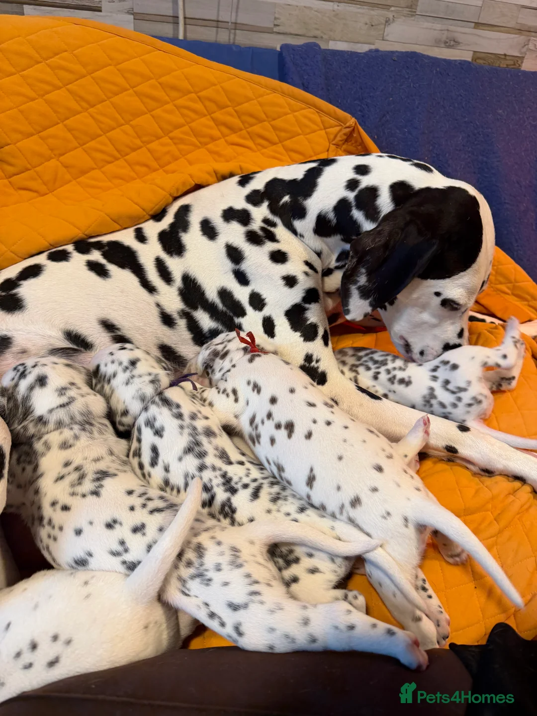 Dalmatian dogs for sale: KC Reg Dalmatian Puppies Black & Liver Ready Now - Advert 18