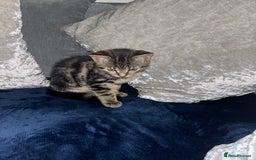 American Shorthair cats for sale: Tabby Kitten  - Image 6