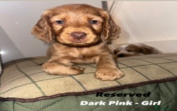 Cocker Spaniel dogs for sale: Beautiful Working Cocker Spaniels WF9 1ET  - Advert 6