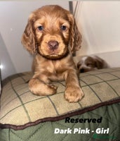 Cocker Spaniel dogs Beautiful Working Cocker Spaniels WF9 1ET - Advert 15