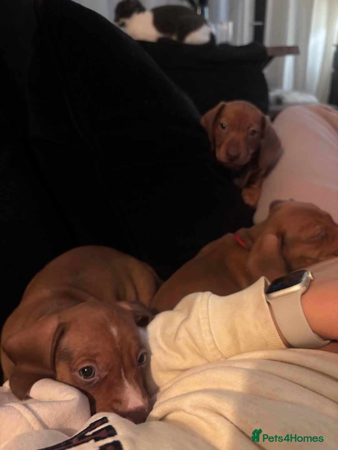 Dachshund dogs for sale: Two dachshund puppies  - Advert 5