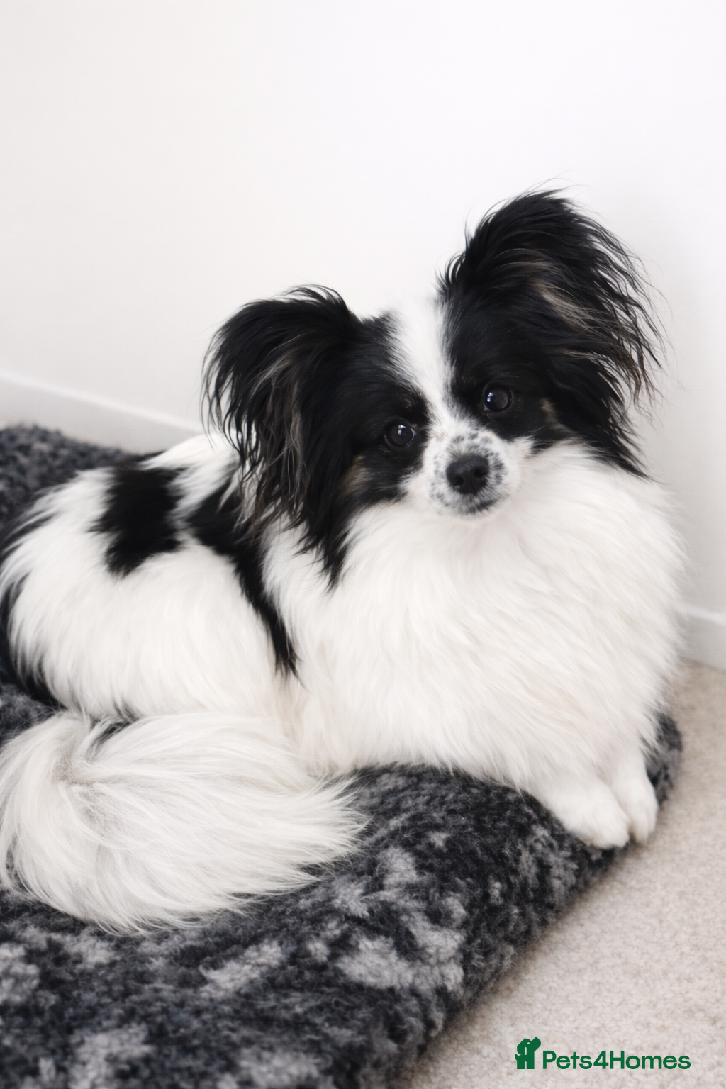 Papillon dogs Very pretty B/W Papillon bitch  - Advert 7