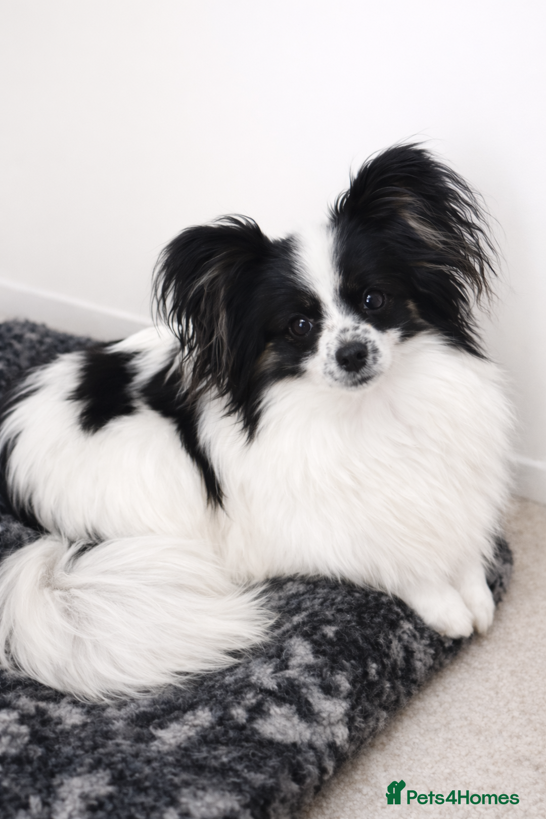 Papillon dogs for sale: Very pretty B/W Papillon bitch  - Advert 1