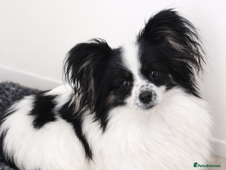 Papillon dogs Very pretty B/W Papillon bitch - Advert 1