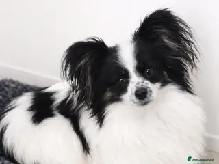 Papillon dogs Very pretty B/W Papillon bitch - Advert 1