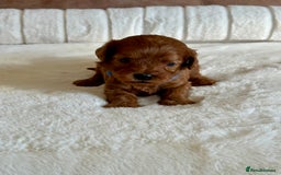 Cavapoo dogs for sale: Extensively Health Tested Cavapoo Puppies  - Image 4