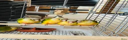 Conures birds for sale: Silly Tame ‘Hand-Reared’ Pineapple Conure Chicks  - Advert 2