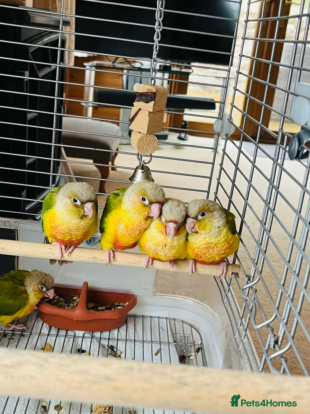 Conures birds for sale: Silly Tame ‘Hand-Reared’ Pineapple Conure Chicks  - Advert 2