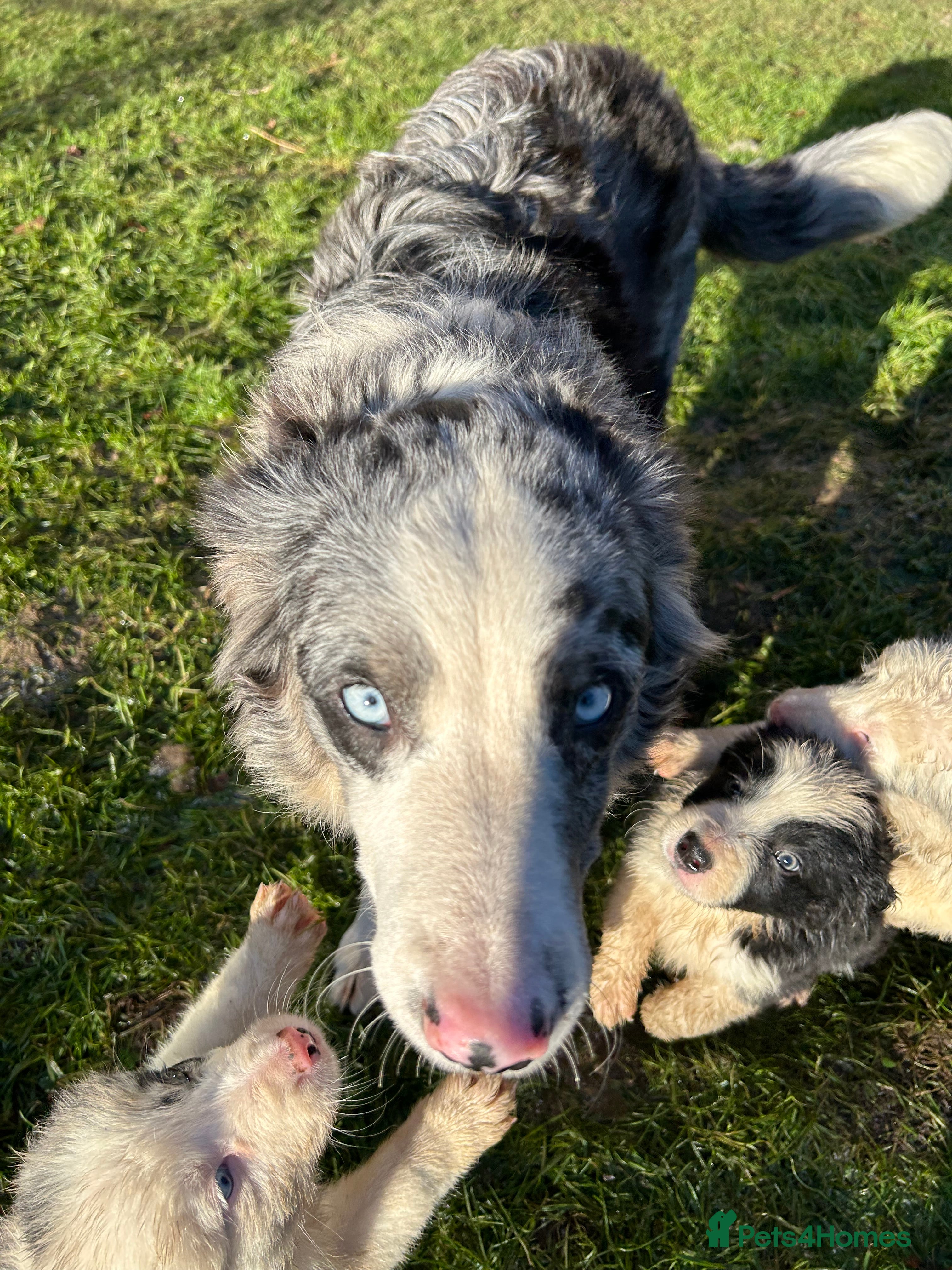 Border Collie dogs BEAUTIFUL BORDER COLLIE PUPS - Advert 3