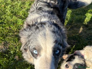 Border Collie dogs BEAUTIFUL BORDER COLLIE PUPS - Advert 9