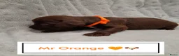 Cocker Spaniel dogs for sale: ❤️ 🐶Beautiful Show Type Cocker Puppies🐶❤️  - Advert 19