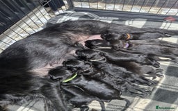 Mixed Breed dogs for sale: Labradoodle x - Image 12
