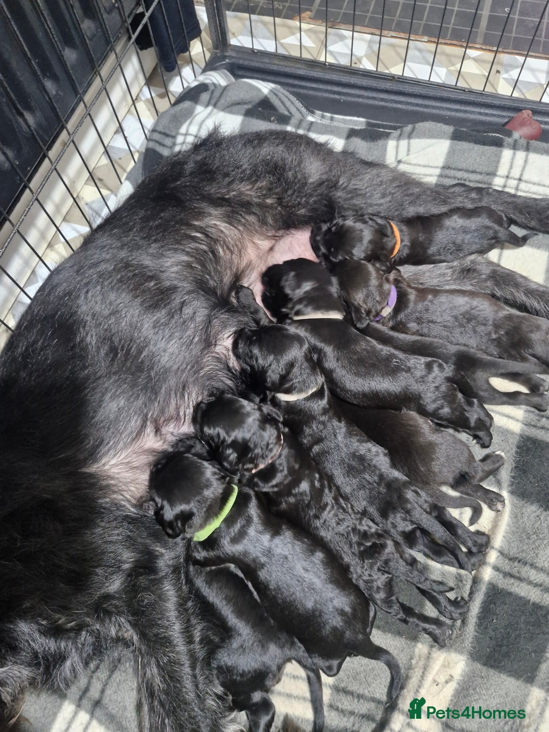Mixed Breed dogs for sale: Labradoodle x - Image 12